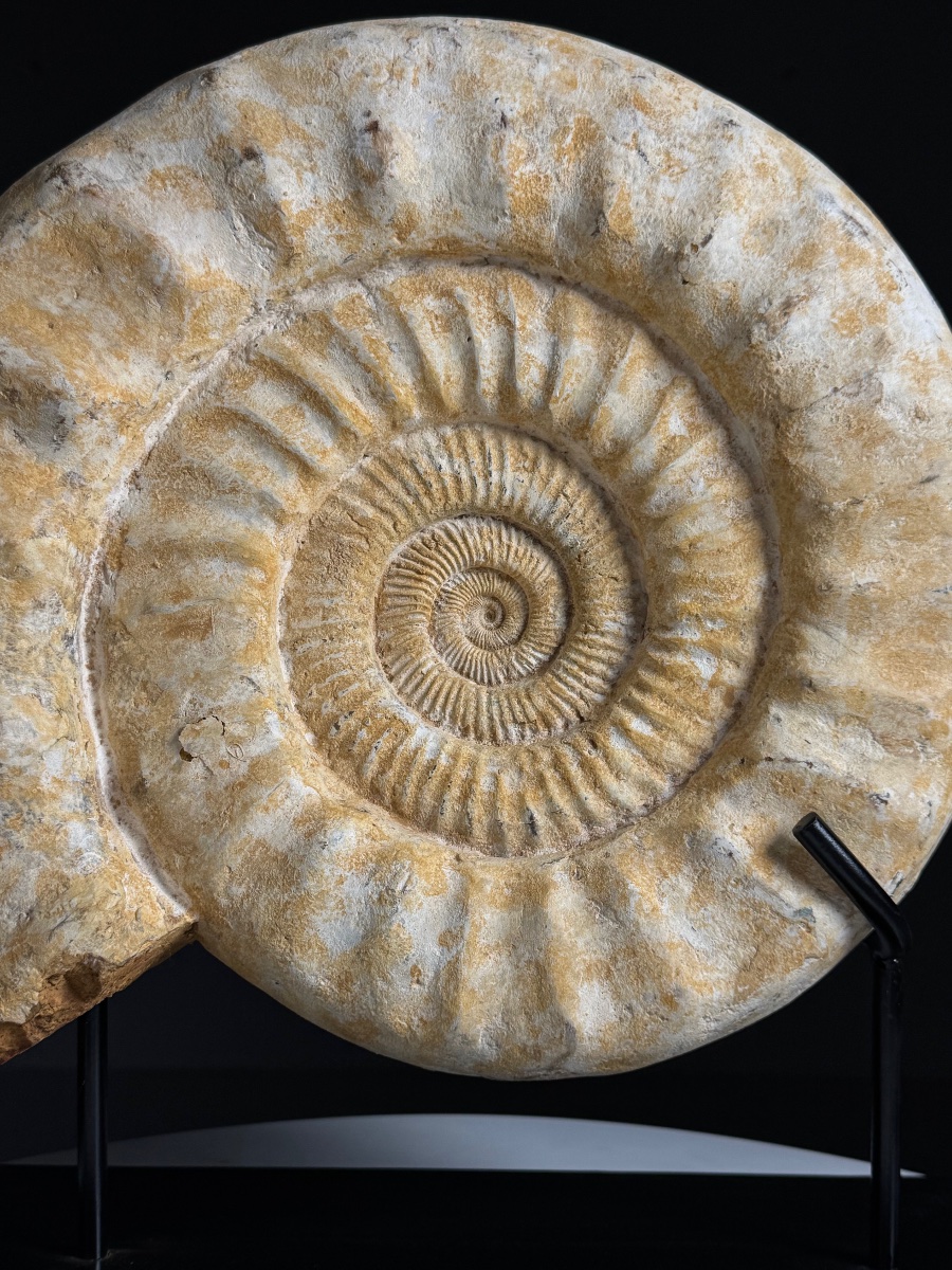 Grande ammonite fossilisée. Sur socle métallique-photo-1