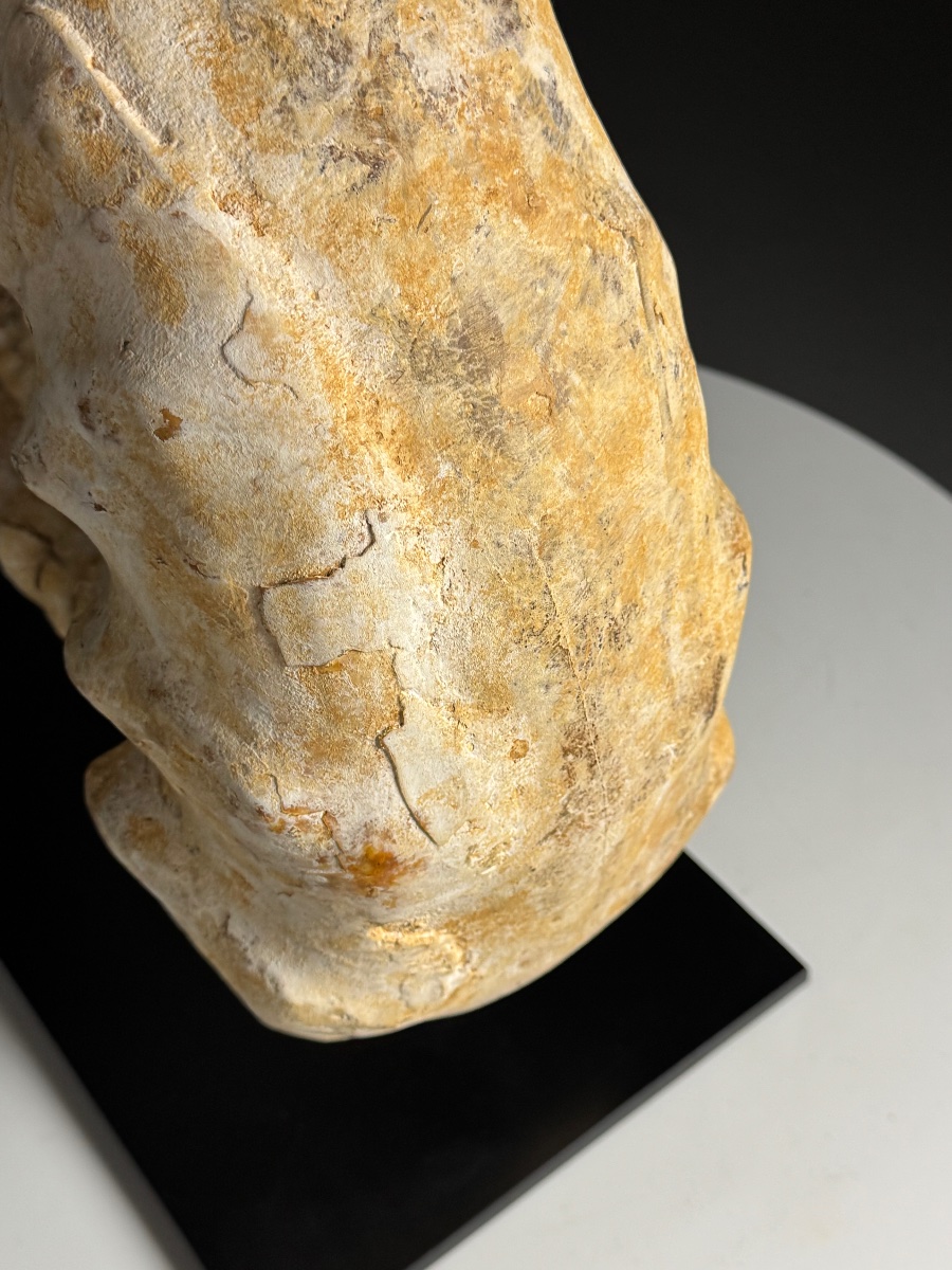 Grande ammonite fossilisée. Sur socle métallique-photo-2