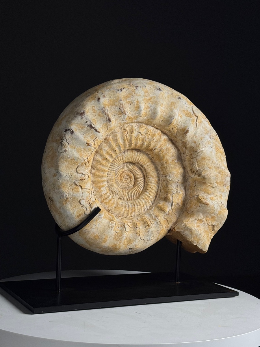 Grande ammonite fossilisée. Sur socle métallique-photo-3