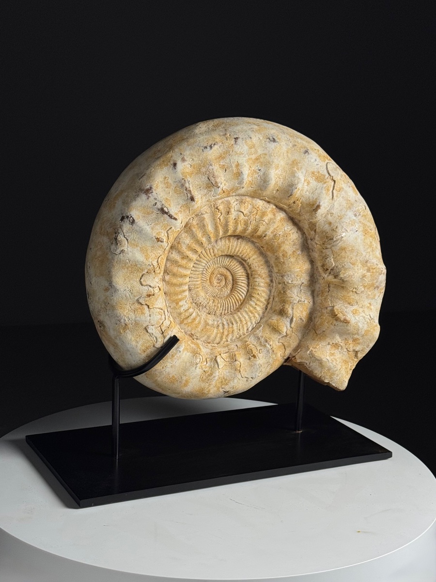Grande ammonite fossilisée. Sur socle métallique-photo-4