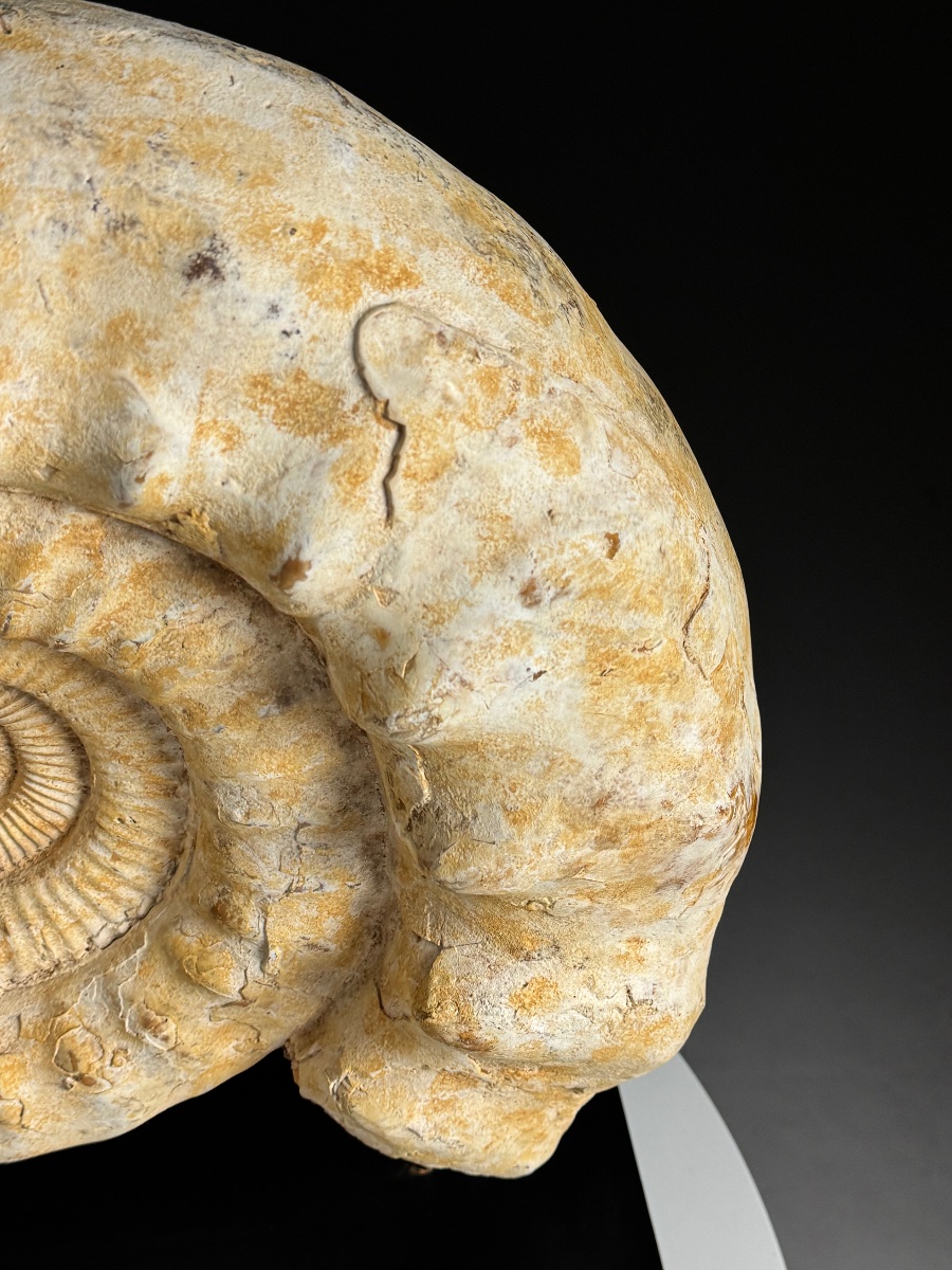 Grande ammonite fossilisée. Sur socle métallique-photo-5