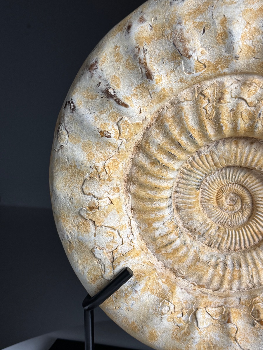 Grande ammonite fossilisée. Sur socle métallique-photo-6