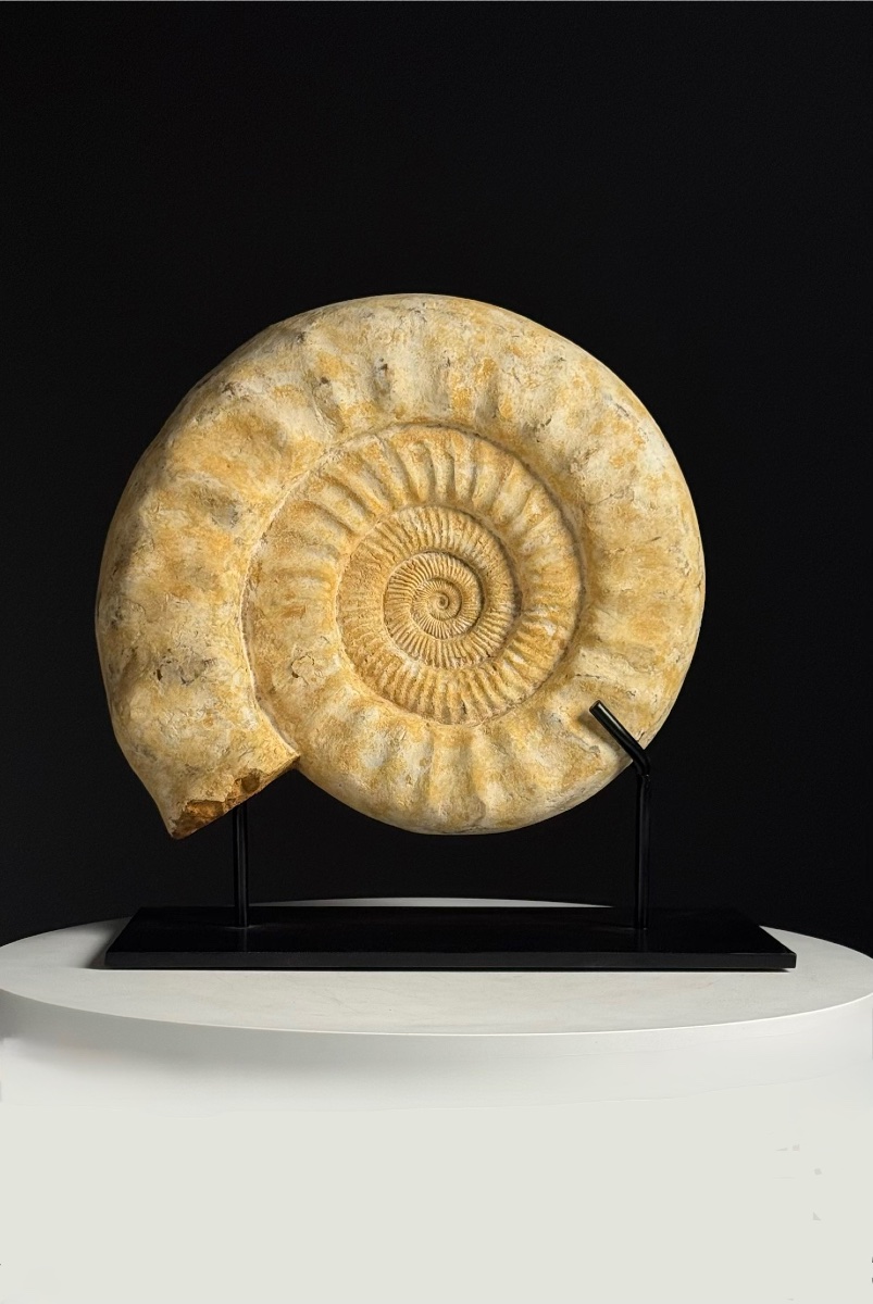 Grande ammonite fossilisée. Sur socle métallique