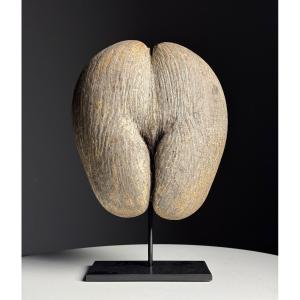 Coco De Mer On Custom Stand