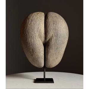 Coco de mer sur socle