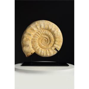 Fossilized Ammonite On Custom Stand