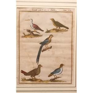 Gravure Ancienne à l'Aquarelle Avec Des Oiseaux Rares