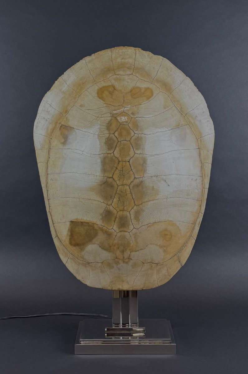 Grande Lampe carapace de tortue blonde, Maison Jansen-photo-4