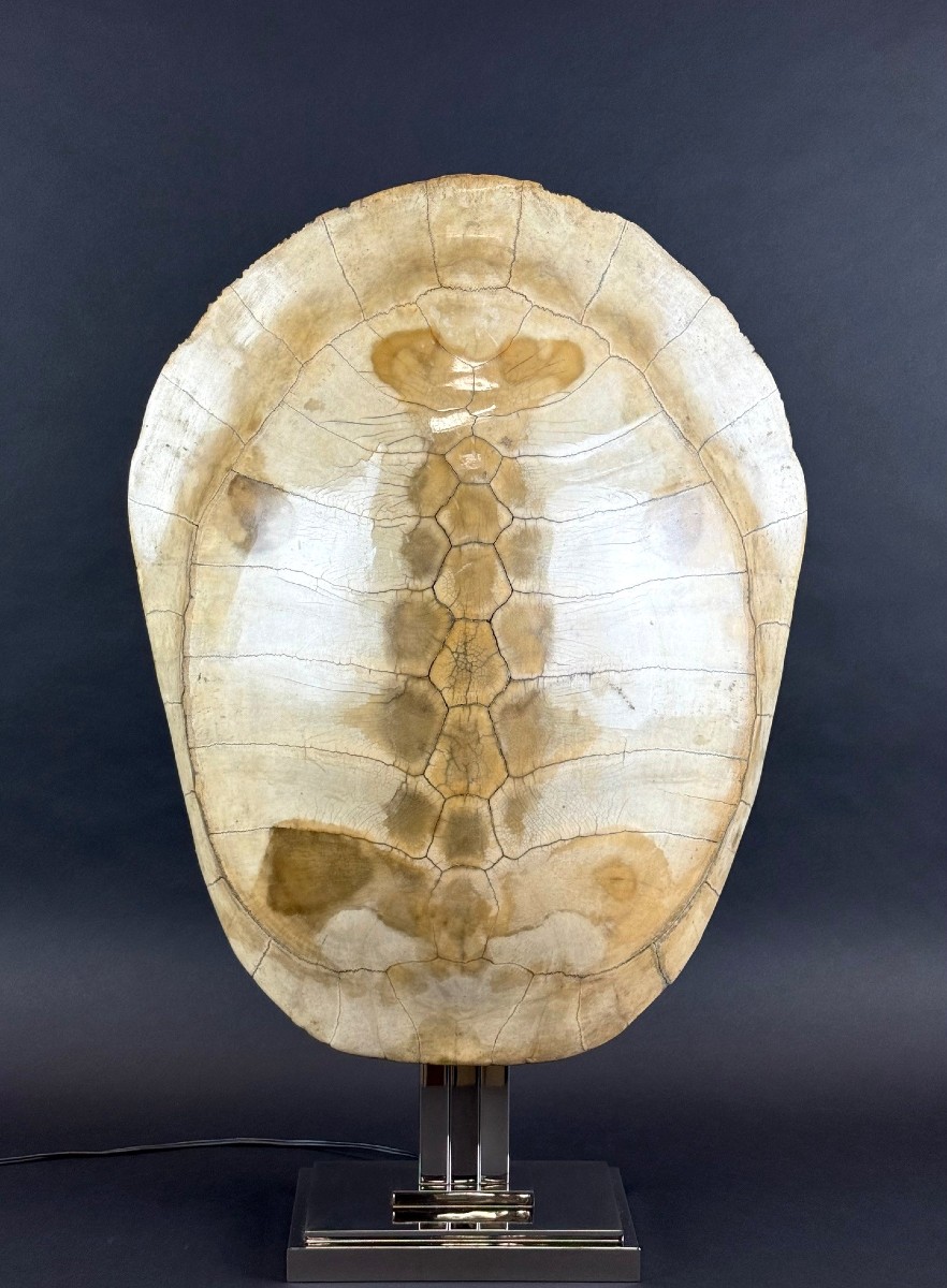 Grande Lampe carapace de tortue blonde, Maison Jansen