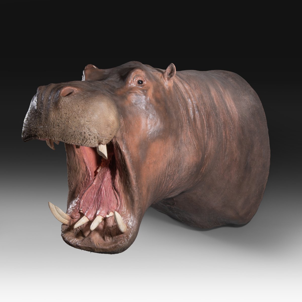 Un trophée de taxidermie d’hippopotame (Hippopotamus amphibius).-photo-2