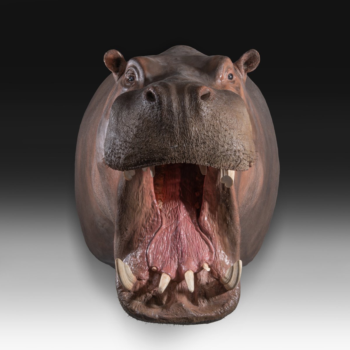 Un trophée de taxidermie d’hippopotame (Hippopotamus amphibius).-photo-3