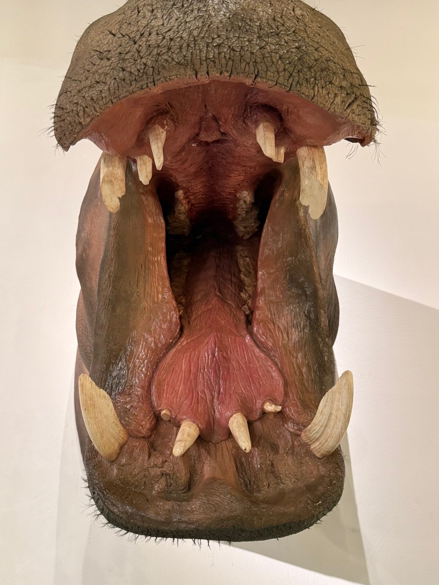 Un trophée de taxidermie d’hippopotame (Hippopotamus amphibius).-photo-2