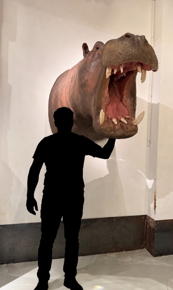 Un trophée de taxidermie d’hippopotame (Hippopotamus amphibius).-photo-4