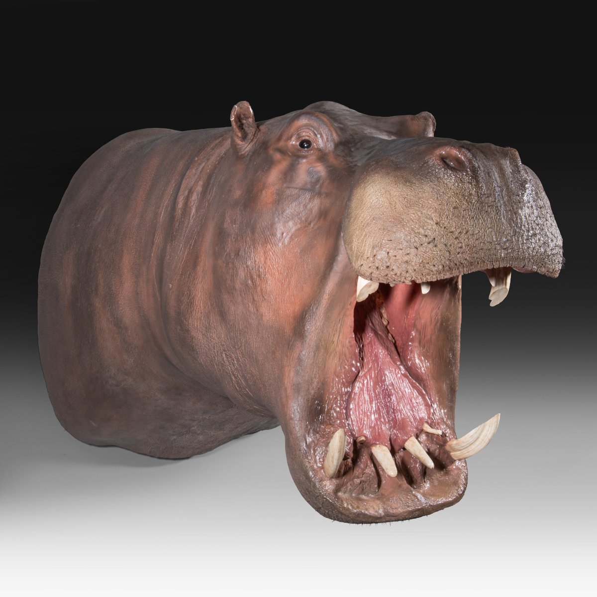 Un trophée de taxidermie d’hippopotame (Hippopotamus amphibius).