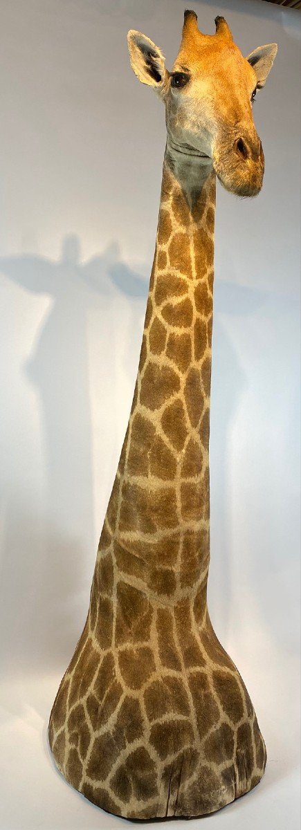 A Vintage Taxidermie Girafe. CITES Annexe II, Annexe B.-photo-2