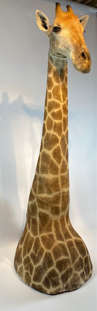 A Vintage Taxidermy Giraffe. Cites Appendix Ii, Appendix B.-photo-3