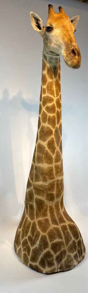 A Vintage Taxidermie Girafe. CITES Annexe II, Annexe B.-photo-4
