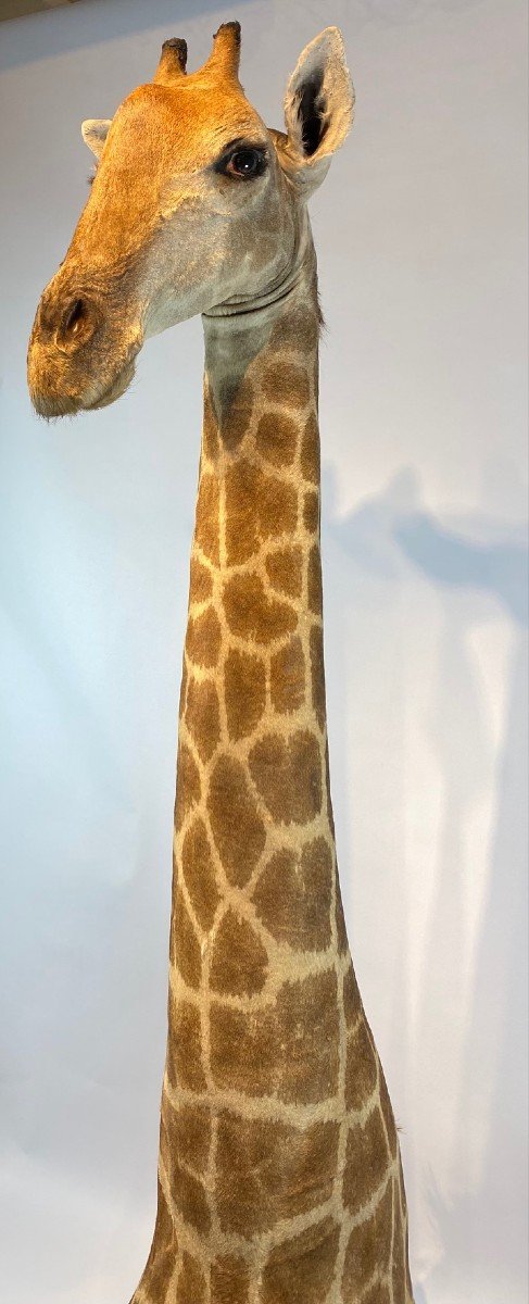 A Vintage Taxidermie Girafe. CITES Annexe II, Annexe B.-photo-2