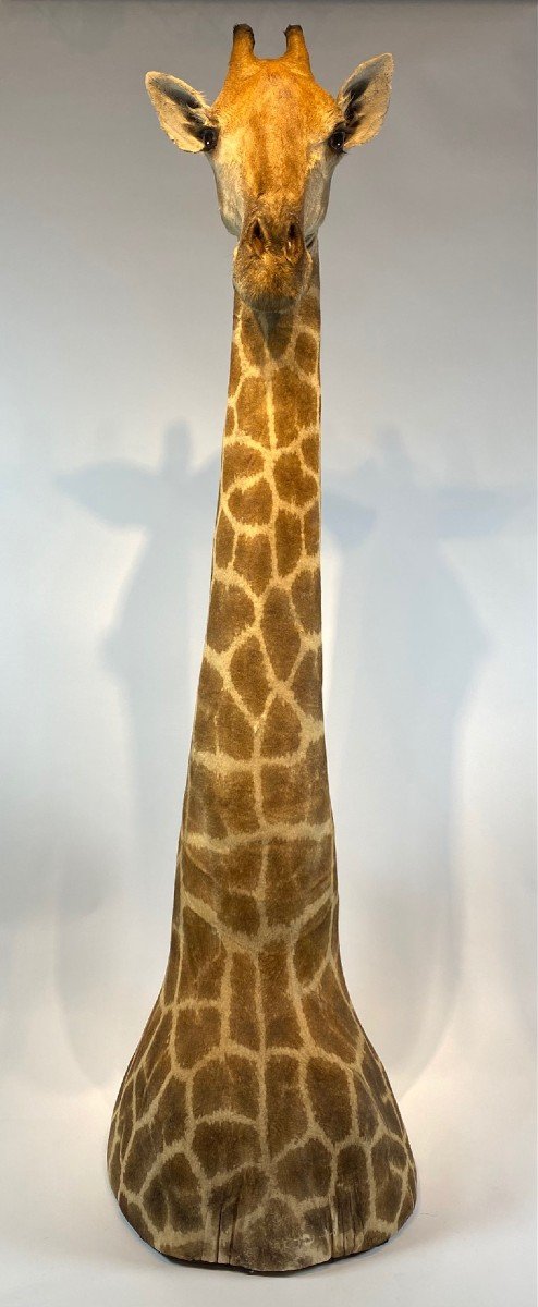 A Vintage Taxidermy Giraffe. Cites Appendix Ii, Appendix B.