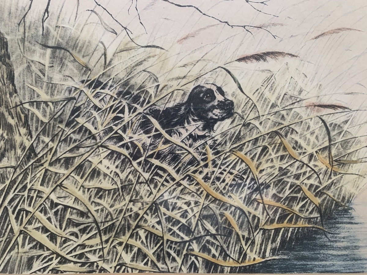 Original Engraving By Léon Danchin (1887–1938) — Setter Pointing At Ducks-photo-2