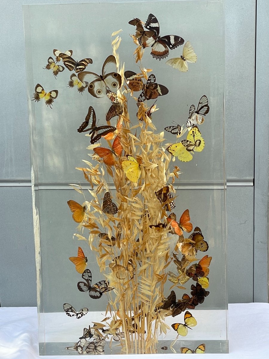 Inclusion De Papillons -photo-3