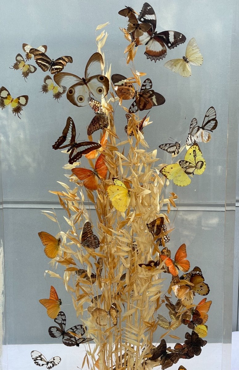 Inclusion De Papillons 