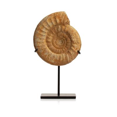 Ammonite Fossil From Madagascar 200-100 Million Years Bc. Jurassic Perisphincts