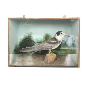 Biedermeier Seagull Showcase Circa 1820