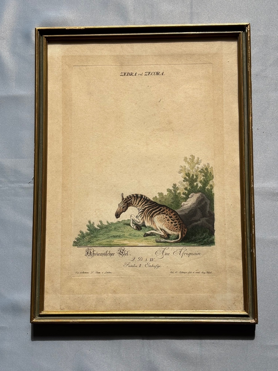 Gravure Johann Elias RIDINGER < L’Ane Africain > 18éme Siècle -photo-5