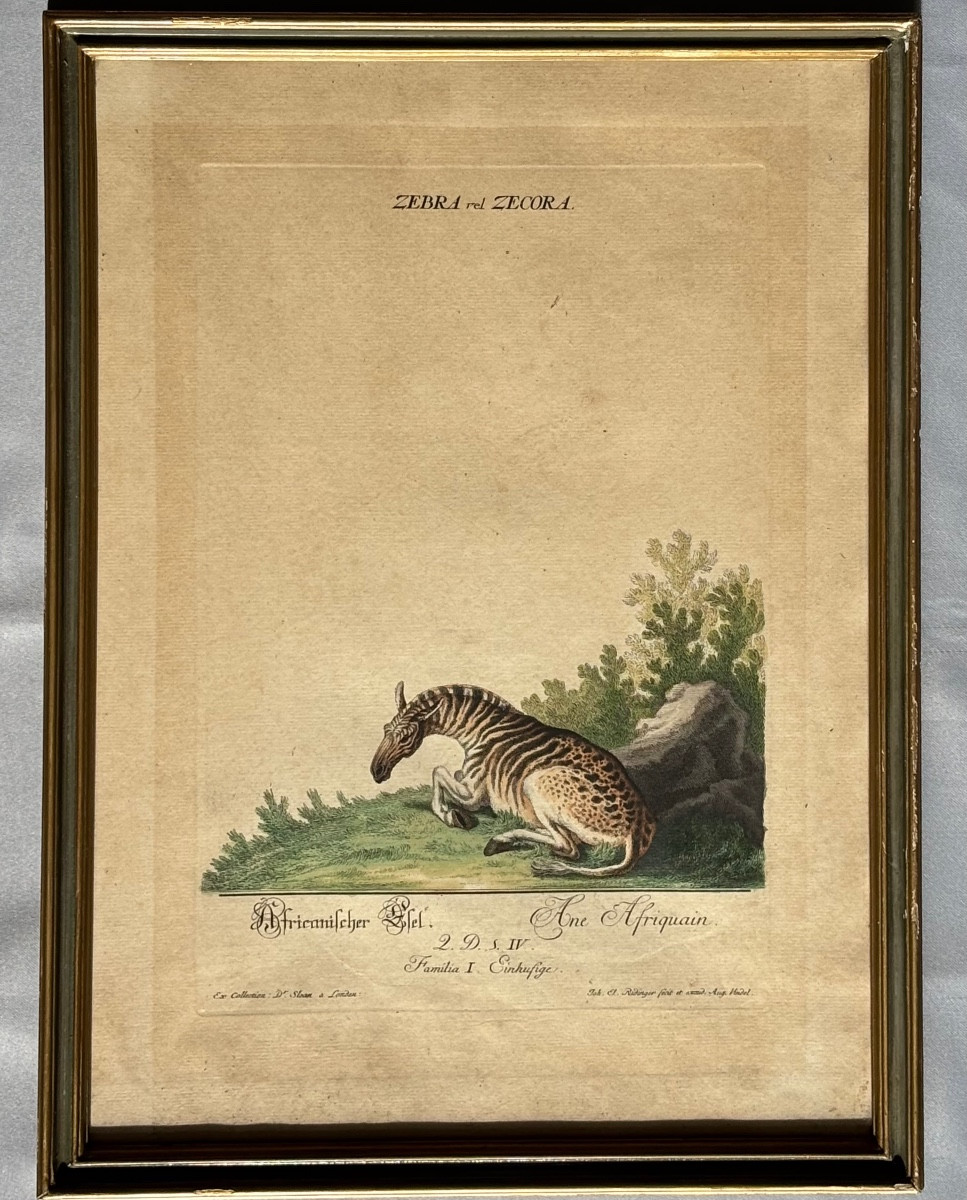 Gravure Johann Elias RIDINGER < L’Ane Africain > 18éme Siècle 