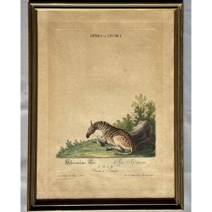 Gravure Johann Elias RIDINGER < L’Ane Africain > 18éme Siècle 