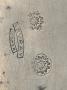 1818172-alb-6a9f175cdd159.jpg