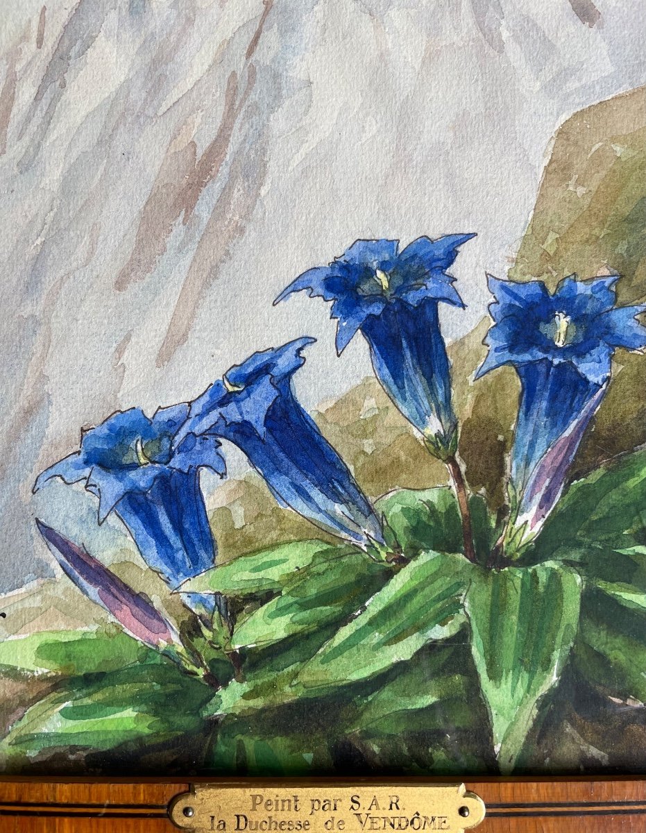 Watercolor Henriette De Vendôme (1870-1948) “gentians On A Mountain Background”-photo-4