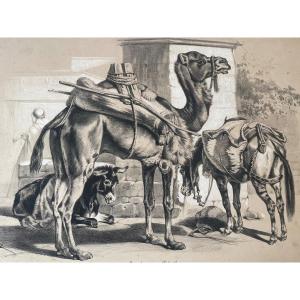 Orientalist Lithograph With “beats Of Burden” Highlights