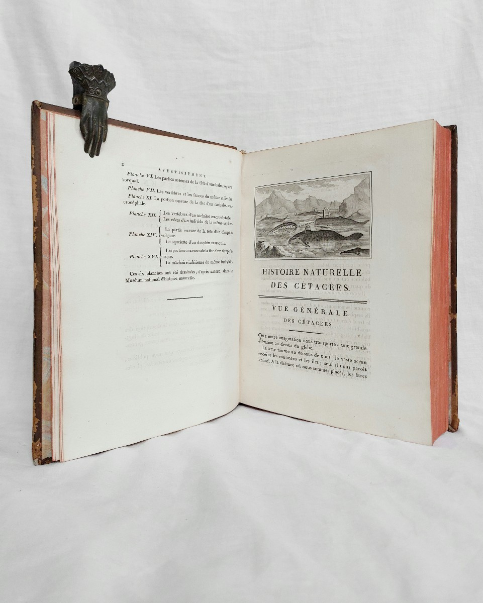 Lacépède - The Cetaceans - Complete In 1 Vol. In-4 Antique Book On Natural History-photo-2