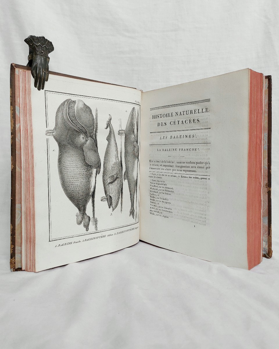 Lacépède - The Cetaceans - Complete In 1 Vol. In-4 Antique Book On Natural History-photo-4