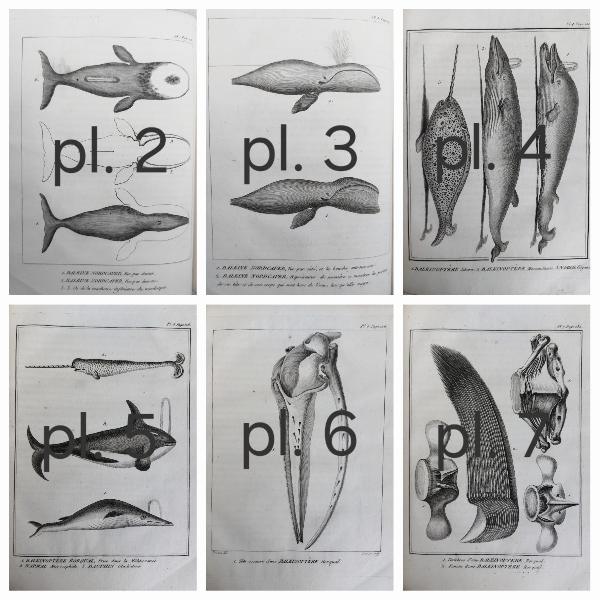Lacépède - The Cetaceans - Complete In 1 Vol. In-4 Antique Book On Natural History-photo-1