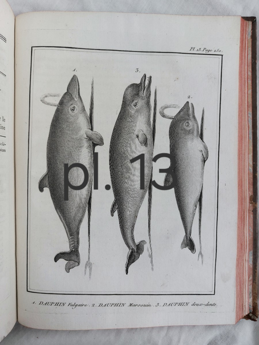 Lacépède - The Cetaceans - Complete In 1 Vol. In-4 Antique Book On Natural History-photo-3
