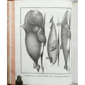 Lacépède - The Cetaceans - Complete In 1 Vol. In-4 Antique Book On Natural History