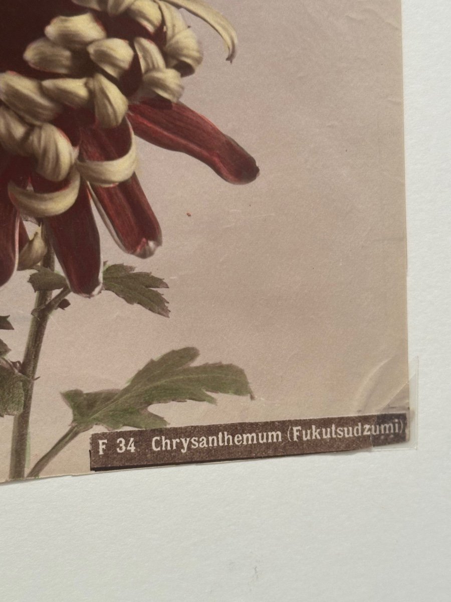 Kasumasa Ogawa, photographie albuminée d'un chrysanthème, Japon, 19e siècle -photo-4