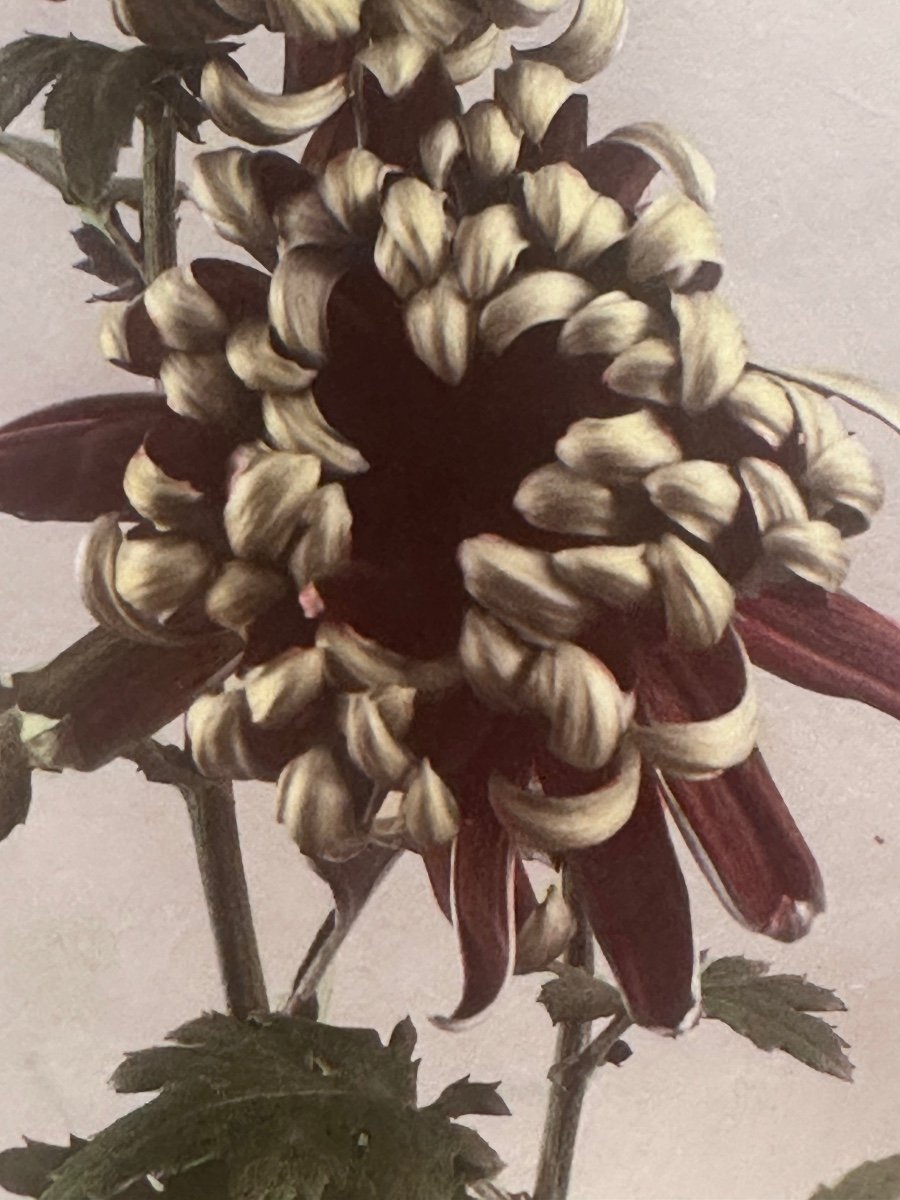 Kasumasa Ogawa, photographie albuminée d'un chrysanthème, Japon, 19e siècle -photo-1