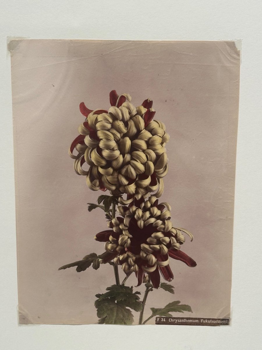 Kasumasa Ogawa, photographie albuminée d'un chrysanthème, Japon, 19e siècle -photo-3