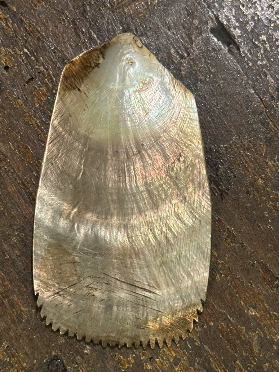 Spatule en nacre, îles Salomon -photo-2