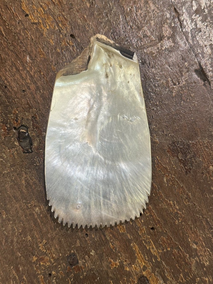 Spatule en nacre, îles Salomon -photo-3
