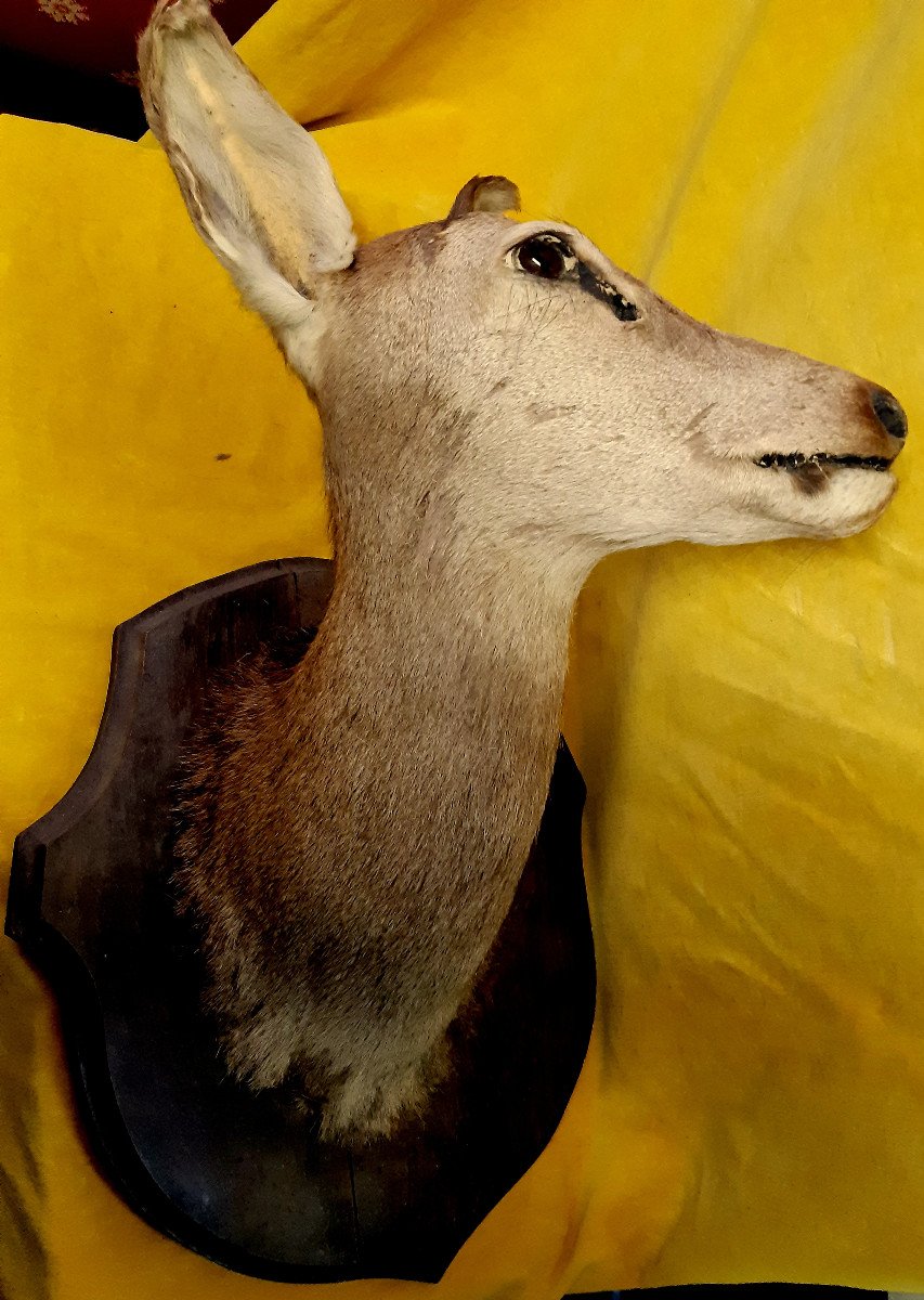 Grande Biche Taxidermie Année 60 Pour Cabinet De Curiosité Histoire Naturelle, Déco-photo-5