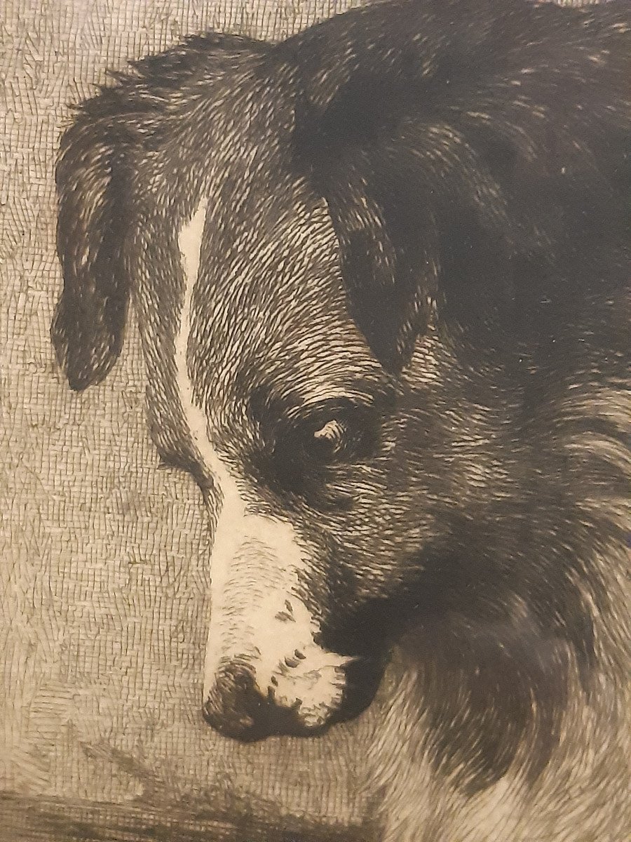 Gravure Anglaise publié par B.BROOKS en 1876 Enfant Chien Chat s'observant-photo-4