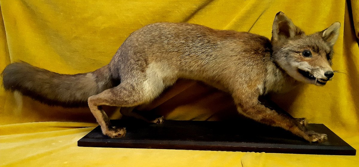 Renard Taxidermie Cabinet de Curiosité Science Collection Déco-photo-2