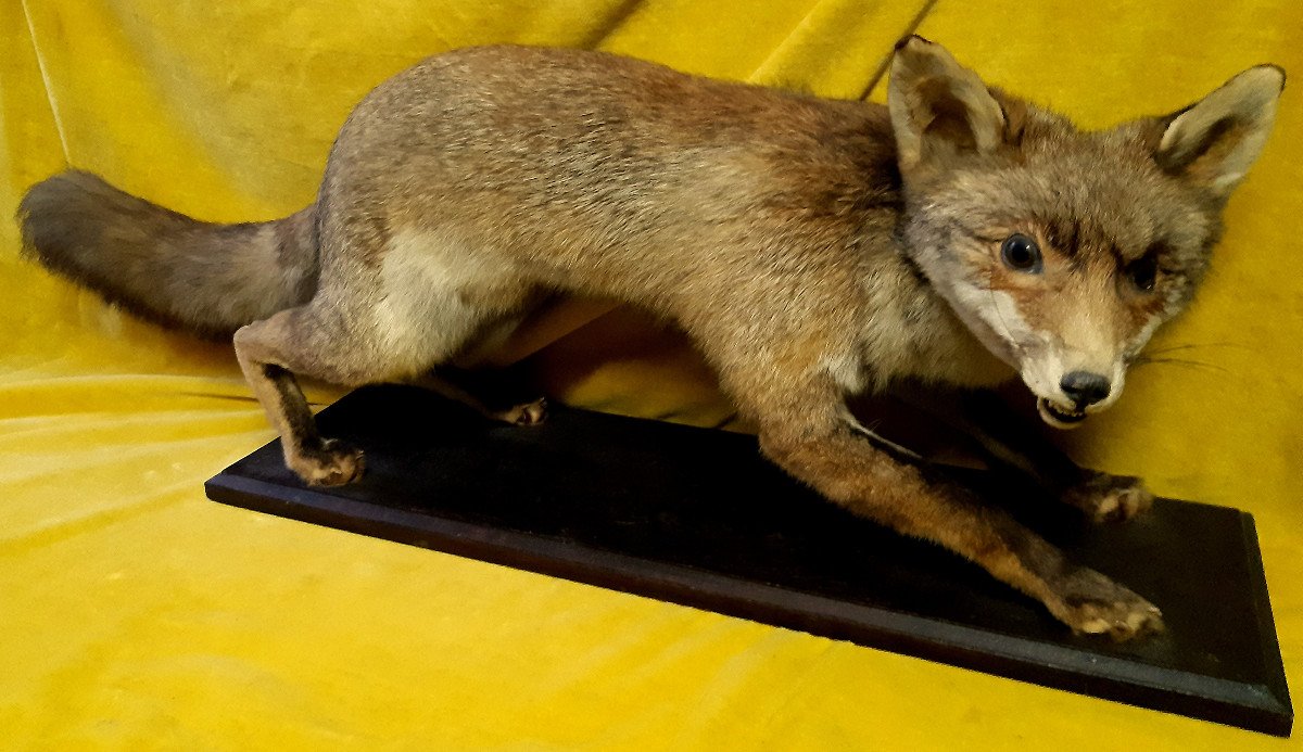 Renard Taxidermie Cabinet de Curiosité Science Collection Déco-photo-3