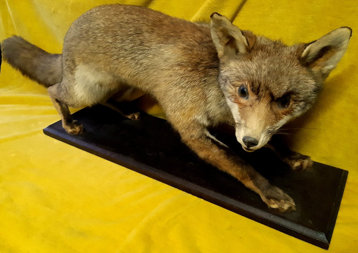 Renard Taxidermie Cabinet de Curiosité Science Collection Déco-photo-4