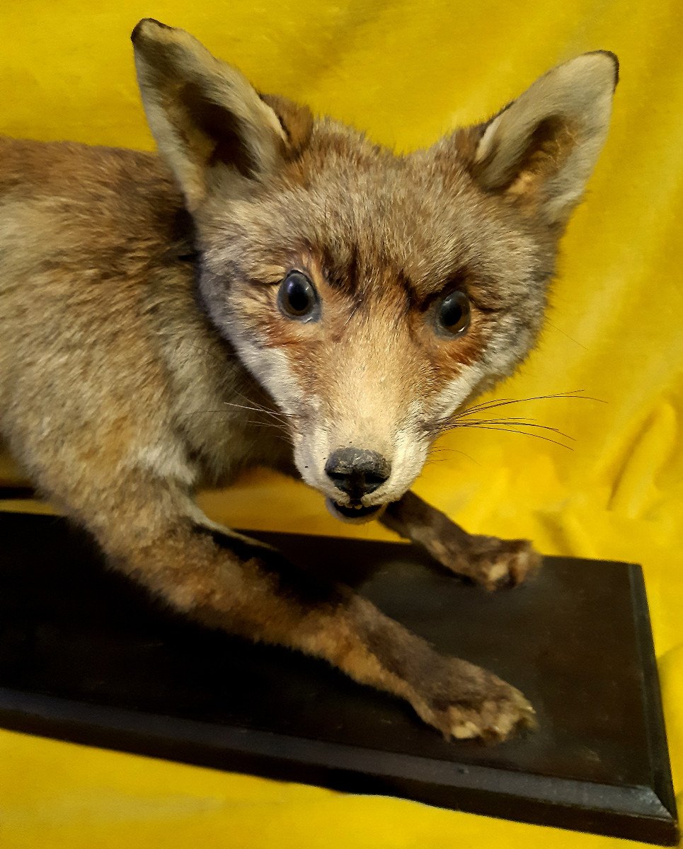 Renard Taxidermie Cabinet de Curiosité Science Collection Déco-photo-2
